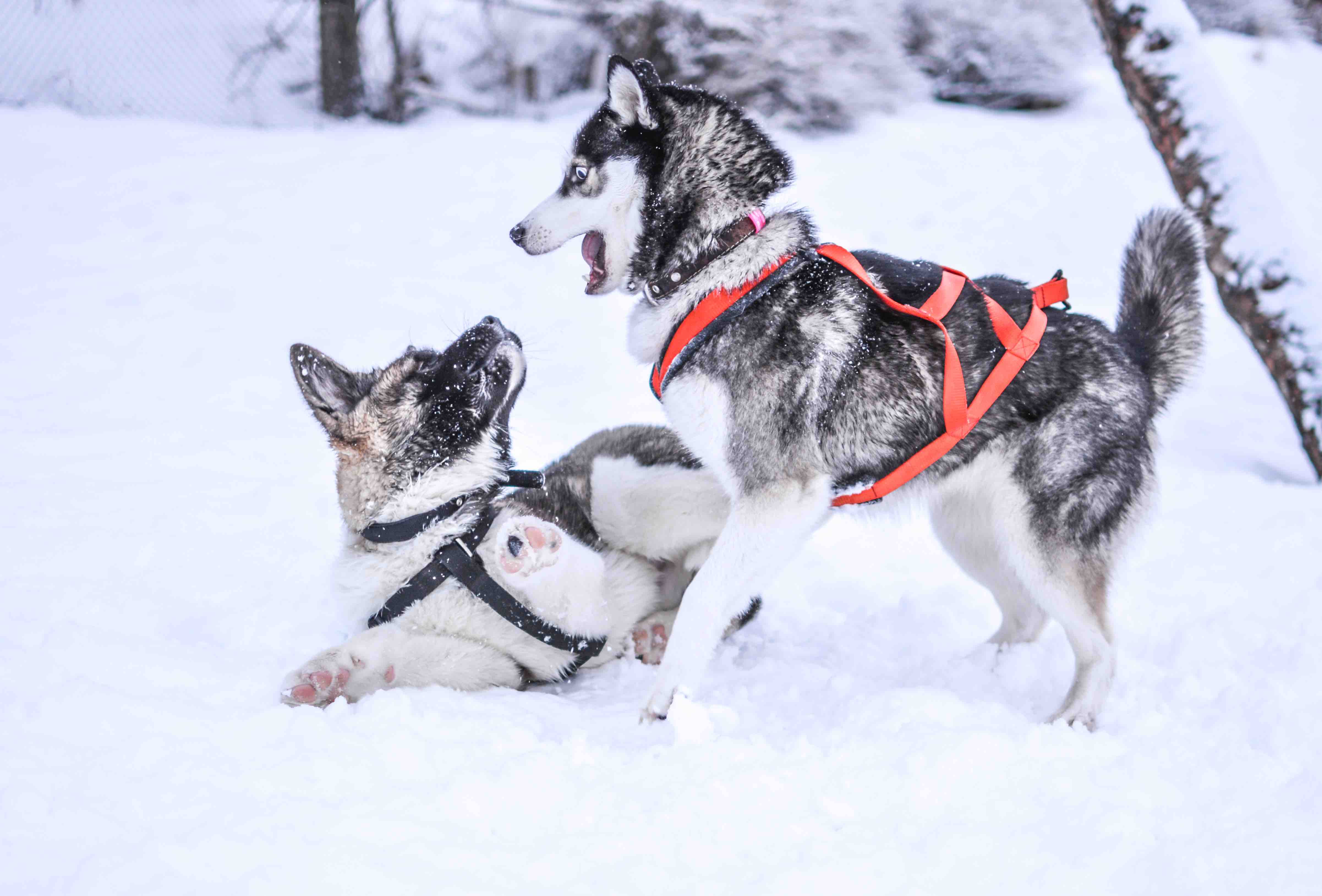 Sled Dog Day 