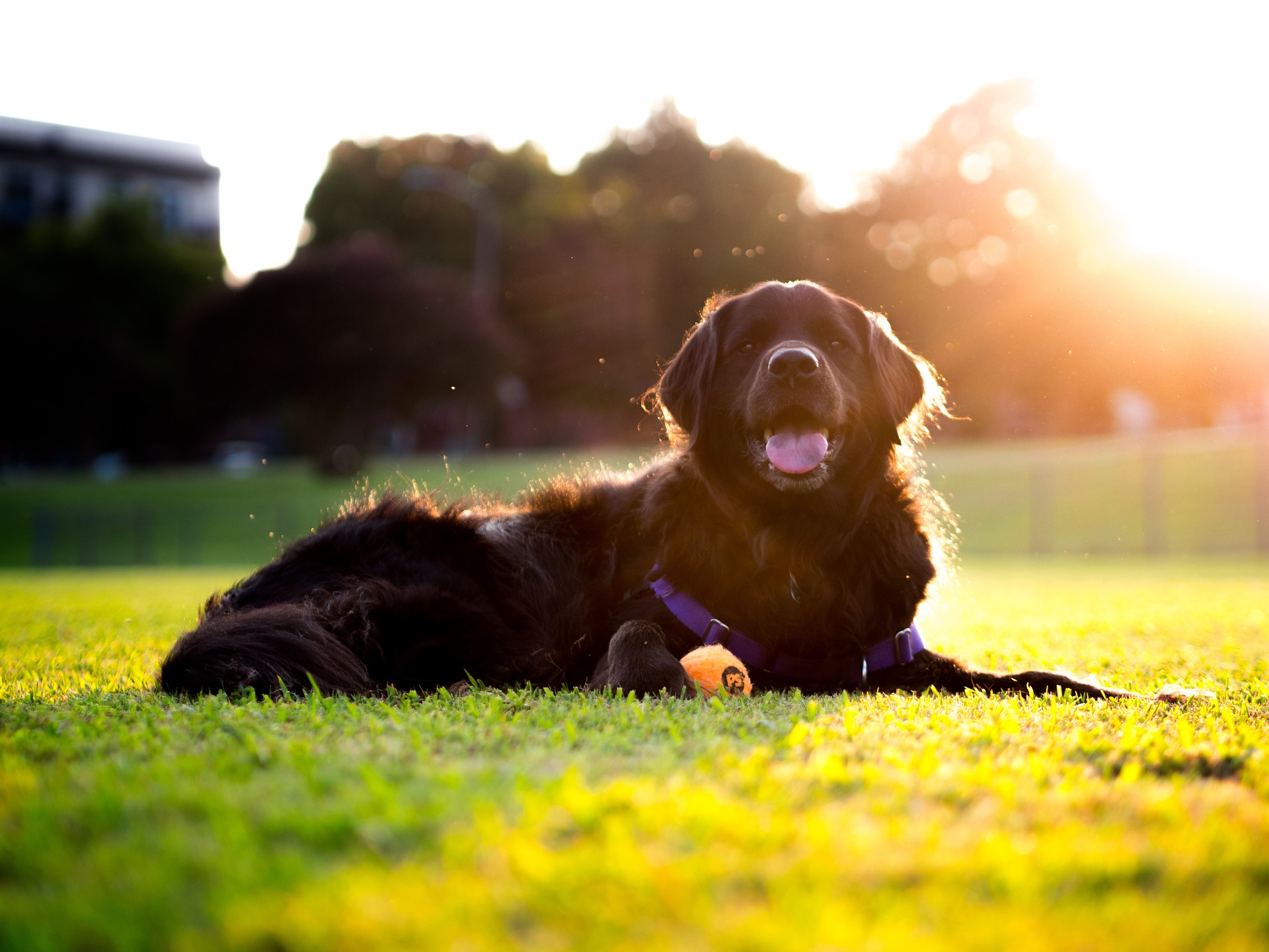 Thanksgiving for shelter dogs